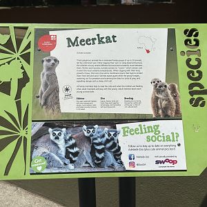 Meerkat signage by seal