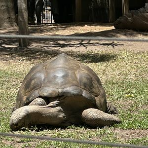 Giant Aldabra tortoise