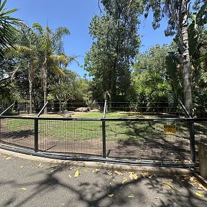 Giant Aldabra tortoise exhibit