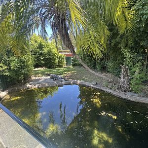 American alligator exhibit