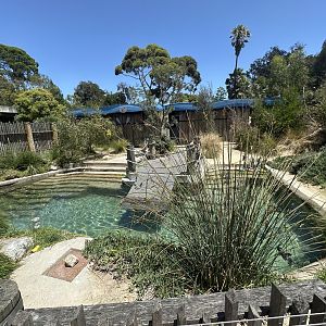 Little Penguin exhibit