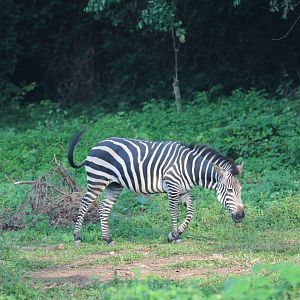 plains zebra (Equus quagga)
