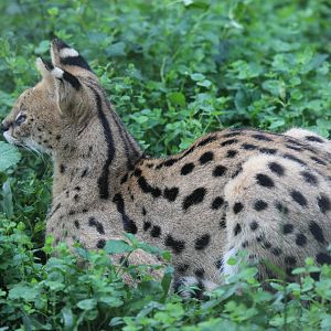 serval (Leptailurus serval)