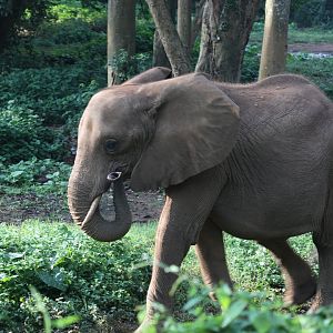 African bush elephant (Loxodonta africana)