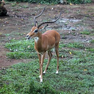 impala (Aepyceros melampus)