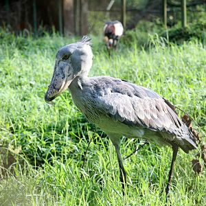 shoebill (Balaeniceps rex)