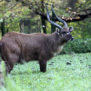 sitatunga (Tragelaphus spekii)