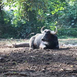 African buffalo (Syncerus caffer)