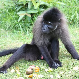 Uganda mangabey (Lophocebus ugandae)