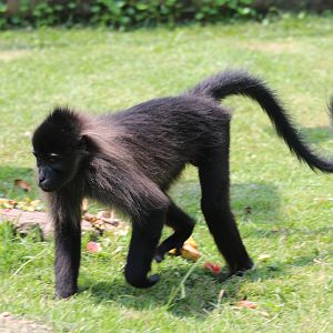 Uganda mangabey (Lophocebus ugandae)