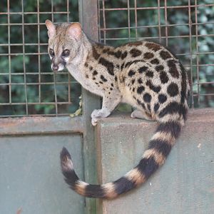rusty-spotted genet (Genetta maculata)