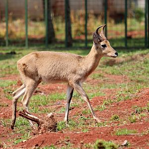 Uganda bohor reedbuck (Redunca redunca wardi)