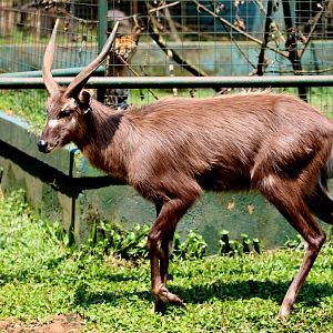 sitatunga (Tragelaphus spekii)