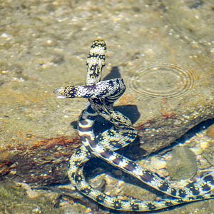 Snowflake Morays entwining