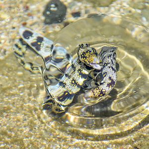 Snowflake Morays popping out of water