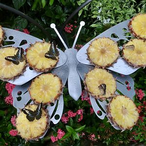 Clippers (Parthenos sylvia) and Leopard Lacewings (Cethosia cyane) - Changi Airport Butterfly Garden