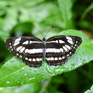 Common Sailor (Neptis hylas) - Changi Airport Butterfly Garden