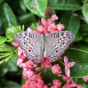 Grey Pansy (Junonia atlites) - Changi Airport Butterfly Garden