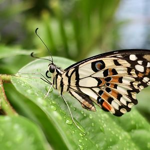 Lime Swallowtail (Papilio demoleus) - Changi Airport Butterfly Garden