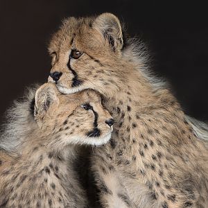 Cheetah Cubs (Mayon's) / Hamerton / 23-12-24