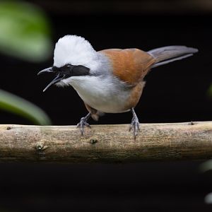 White-crested Laughingthrush / Hamerton / 23-12-24
