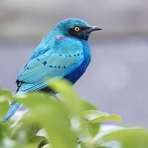 Lesser Blue-eared Glossy Starling / Hamerton / 23-12-24