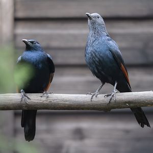 Red-winged Starlings / Hamerton / 23-12-24