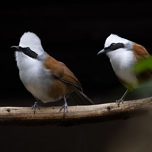 White-crested Laughingthrush / 23-12-24