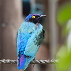 Purple Glossy Starling / Hamerton / 23-12-24