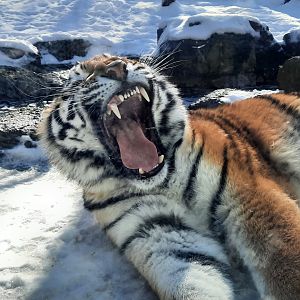 Sergei Showing His Teeth