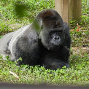 Bu-Bu - Belo Horizonte zoo