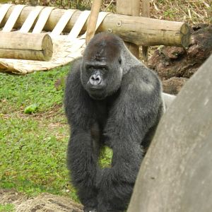 Bu-Bu - Belo Horizonte zoo