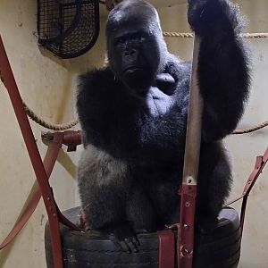 Bu-Bu - Belo Horizonte zoo