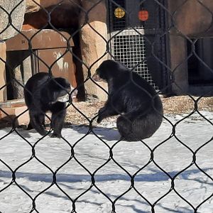 Pacha and Sinchi - Andean Bears