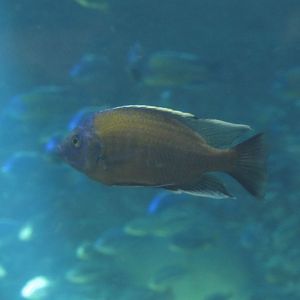 Redfin Hap at Adventure Aquarium