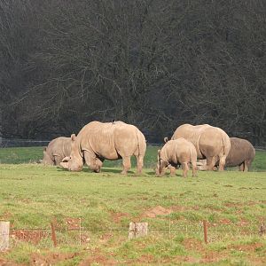 White Rhino herd