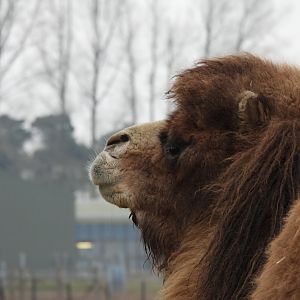 Bactrian Camel