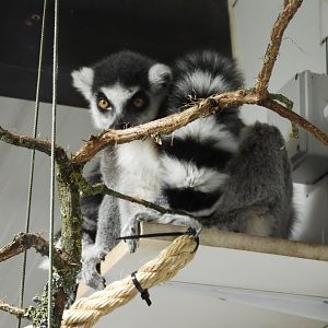 Ring Tailed Lemur