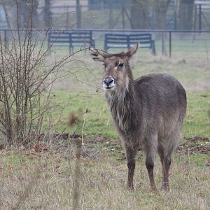Defassa Waterbuck