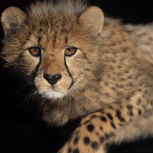 Cheetah Cub (Mayon's) / Hamerton / 14-1-25