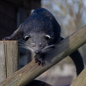 Javan Binturong juvenile / Hamerton / 14-1-25