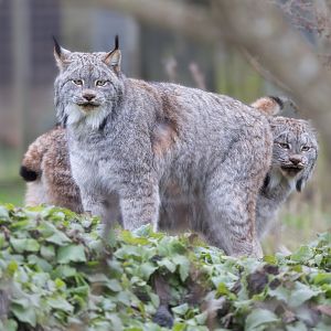 Canadian Lynx (m)  / Hamerton / 14-1-25