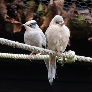 Hypocolius / Hamerton / 14-1-25