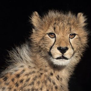 Cheetah Cub (Mayon's) / Hamerton / 14-1-25