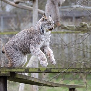 Canadian Lynx / Hamerton / 14-1-25