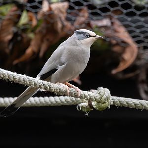 Hypocolius / Hamerton / 14-1-25