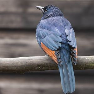 Red-winged Starling / Hamerton / 14-1-25