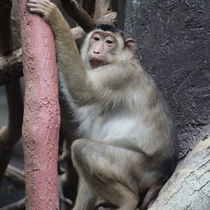 Southern Pig-tailed macaque
