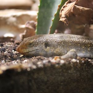 Ocellated Skink