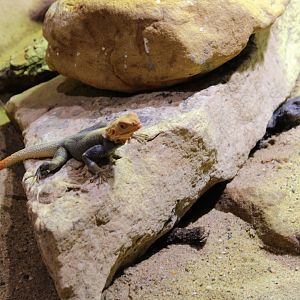 Peter's Rock Agama